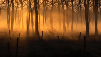 Forest fog trees pc 4k wallpaper