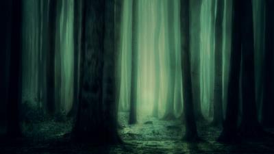 Forest fog trees picture 4k wallpaper