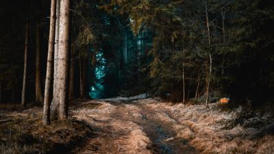 Forest grass path 4k wallpaper