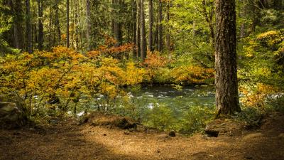 Forest leaves tree 4k wallpaper