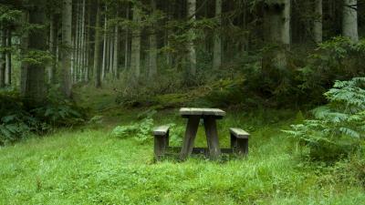 Forest meadow benches table landscape wallpaper 4k wallpaper