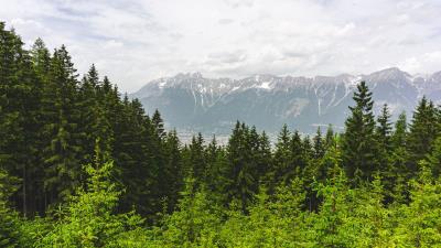 Forest mountains landscape 4k wallpaper