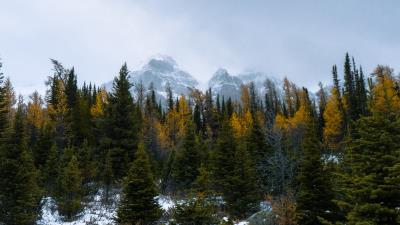 Forest mountains trees pic 4k wallpaper