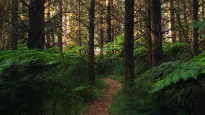 Forest path fern 4k wallpaper