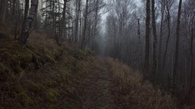 Forest path fog grass 4k wallpaper