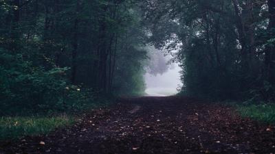Forest path fog nature 4k wallpaper