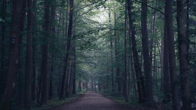 Forest path fog 4k wallpaper