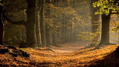 Forest path foliage 4k wallpaper
