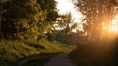 Forest path trees photo 4k wallpaper