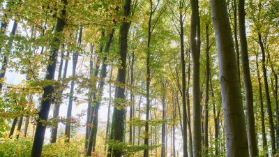 Forest path trees wall 4k wallpaper