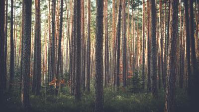 Forest pine trees grass 4k wallpaper