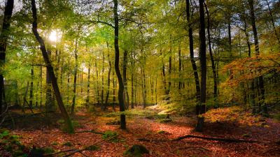 Forest rays sun foliage 4k wallpaper