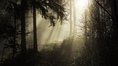 Forest rays trees 4k wallpaper