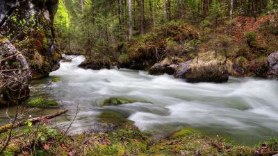 Forest river flow natur 4k wallpaper