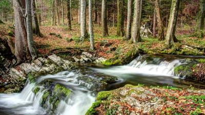 Forest river natur 4k wallpaper