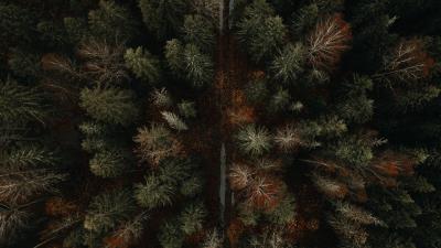 Forest road aerial view photo 4k wallpaper