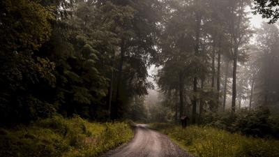 Forest road fog image 4k wallpaper