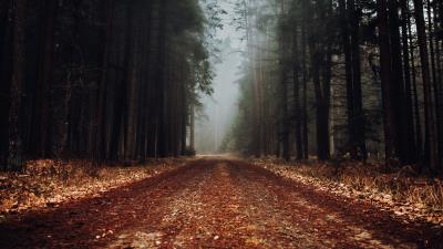 Forest road fog picture 4k wallpaper