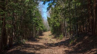 Forest road landscape 4k wallpaper