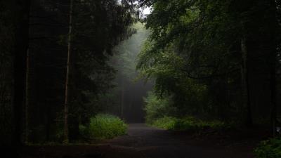 Forest road path 4k wallpaper