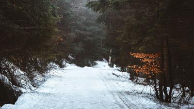 Forest road snow 4k wallpaper