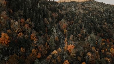 Forest road top view 4k wallpaper