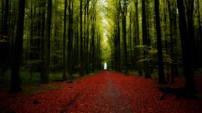 Forest road trees 4k wallpaper