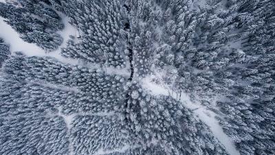 Forest snow aerial view 4k wallpaper