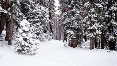 Forest snow path 4k wallpaper