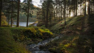 Forest stream landscape 4k wallpaper