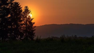 Forest sun sunset 4k wallpaper