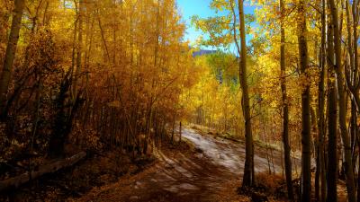 Forest trail autumn 4k wallpaper