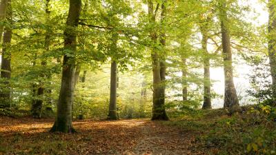 Forest tree sunlight 4k wallpaper