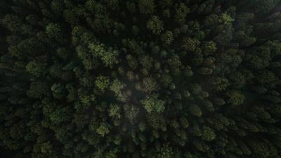 Forest trees aerial view ph 4k wallpaper