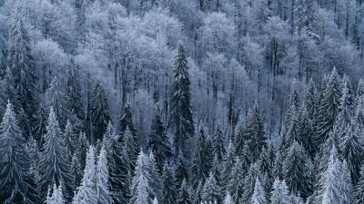 Forest trees aerial view pic 4k wallpaper