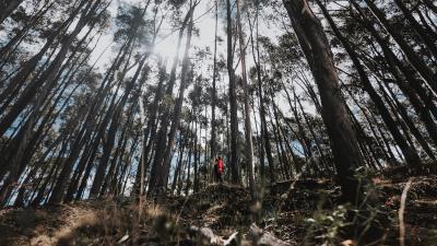 Forest trees alone 4k wallpaper