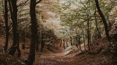 Forest trees autumn image 4k wallpaper