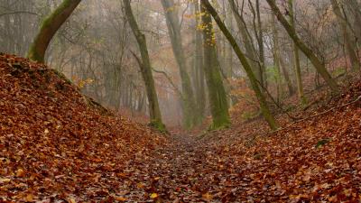 Forest trees autumn img 4k wallpaper