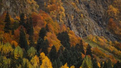 Forest trees autumn photo 4k wallpaper
