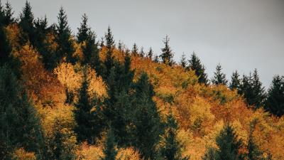 Forest trees autumn pic 4k wallpaper