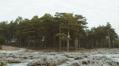 Forest trees bushes 4k wallpaper