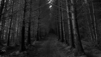 Forest trees bw 4k wallpaper