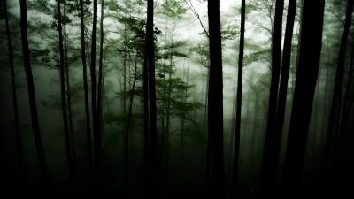 Forest trees darkness 4k wallpaper
