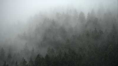 Forest trees fog io 4k wallpaper