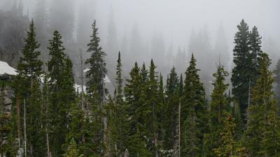 Forest trees fog photo 4k wallpaper