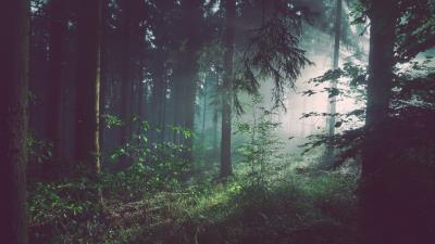 Forest trees fog wallpaper 4k wallpaper