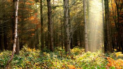 Forest trees foliage 4k wallpaper