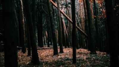 Forest trees landscape 4k wallpaper