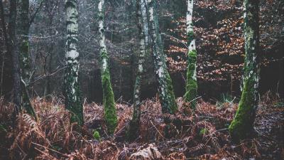 Forest trees moss autumn 4k wallpaper