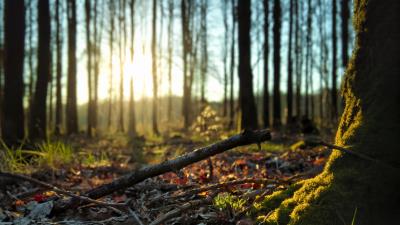 Forest trees moss 4k wallpaper